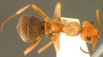 Media type: image;   Entomology 21719 Aspect: habitus dorsal view